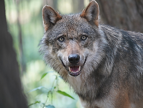 Wolfstag im Wildpark Schwarze Berge