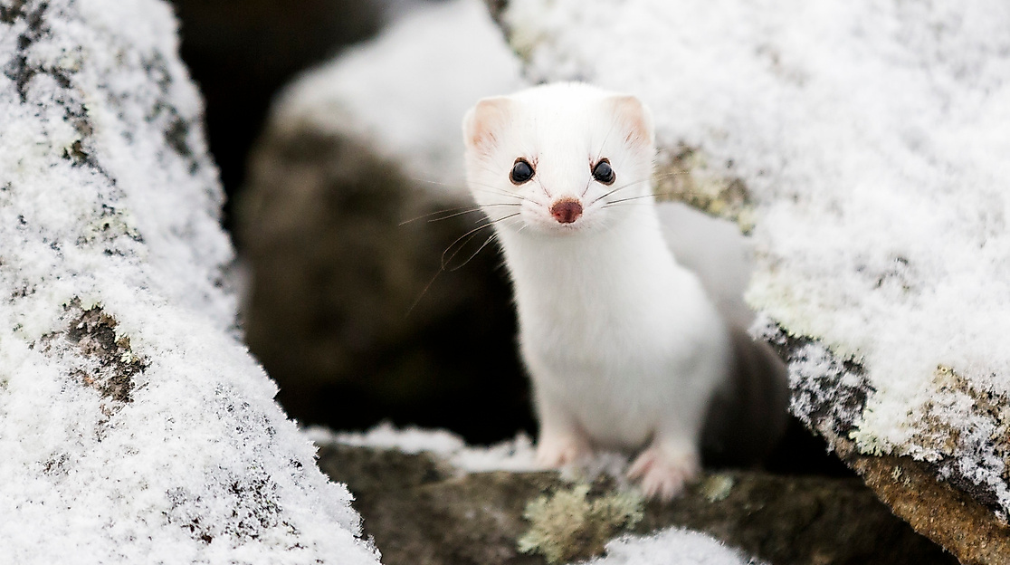 Tale of the Sleeping Giants