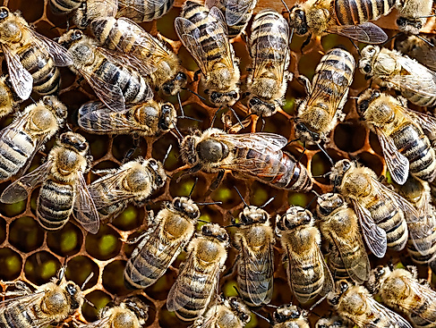 Pressefoto_gefälschter Honig