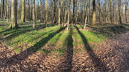 Wald, Scharbeutz
