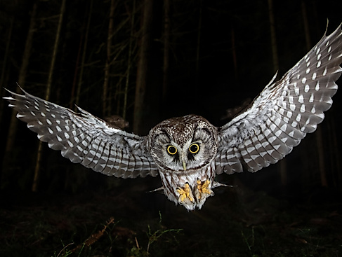 Die Nacht erwacht