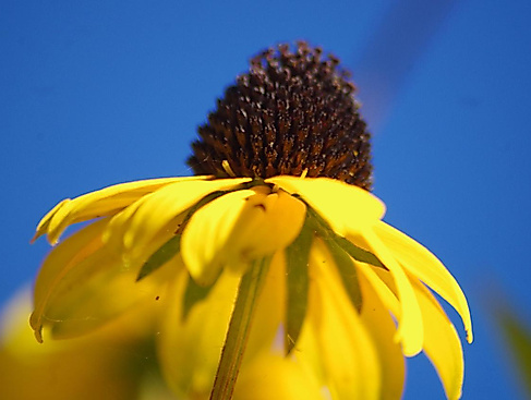 Blüte vom Sonnenhut