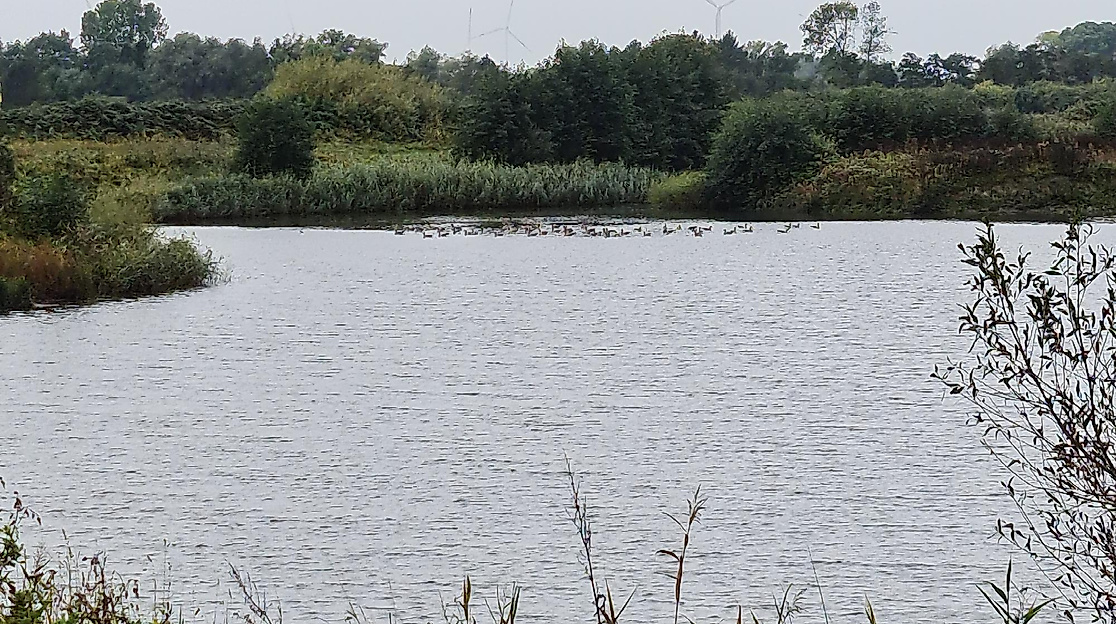 Vogelbeobachtung an der Elbe