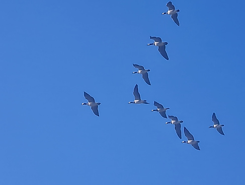 Zum Fliegen geboren - warum Vögel fliegen können