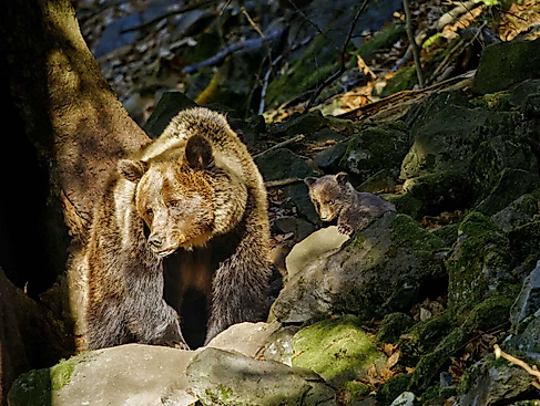 Into Carpathian Wild