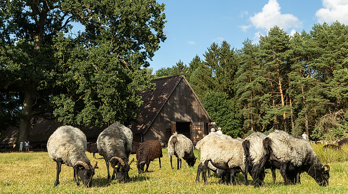 Hermannsburg_Misselhorner_Heide_Heidschnucken_Schaefer_Eintrieb_ccbysa_tl_20250821-65_web
