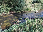 Plitsch - Platsch - tierisch nass