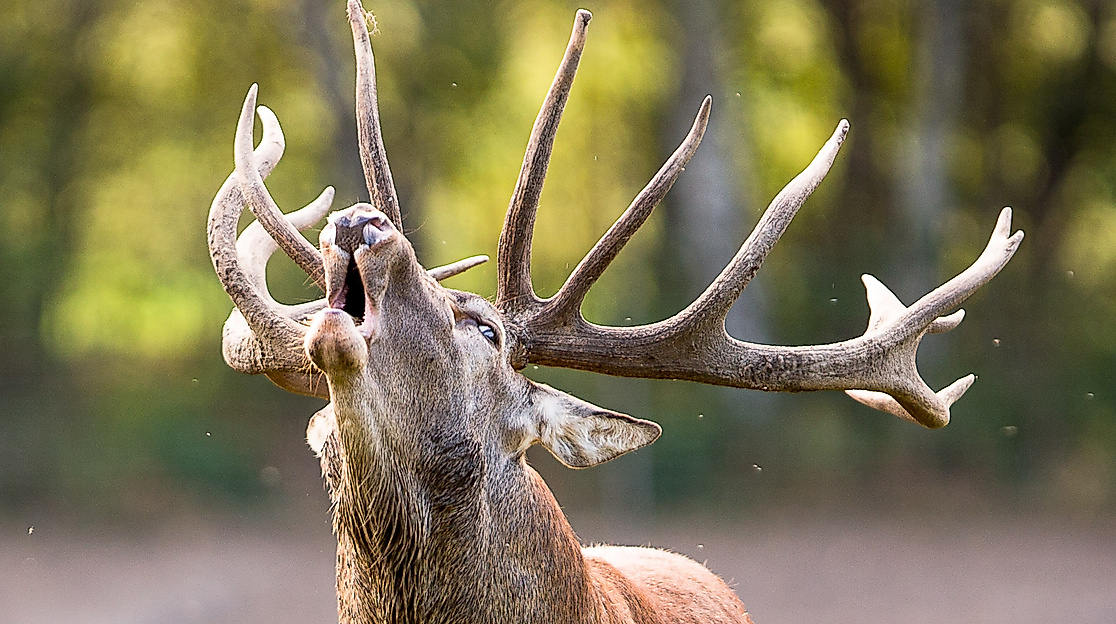 Wildpark Lüneburger Heide