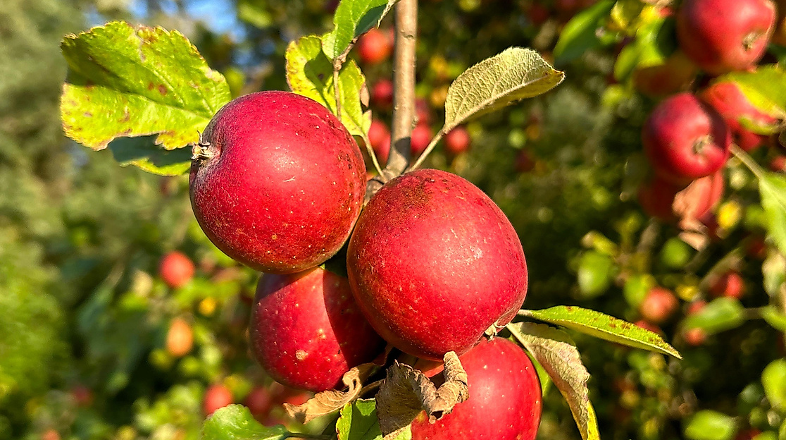 Streuobstwiese des NABU Buchholz Nordheide