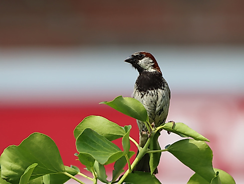 Der Spatz braucht deine Hilfe