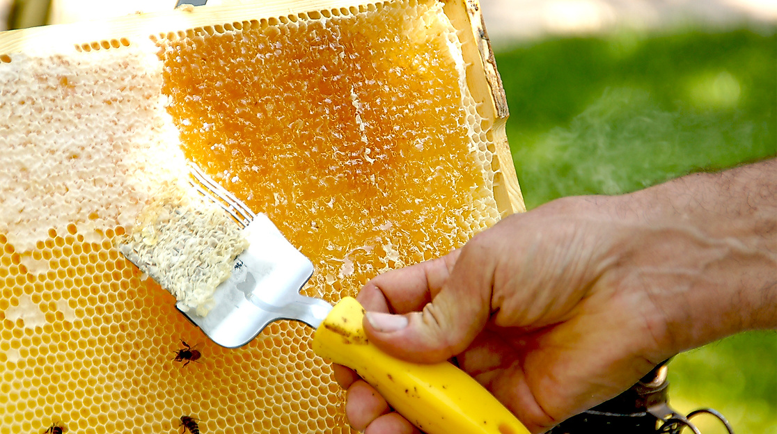 Bienenwachs kämmen beim Tag der Imkerei