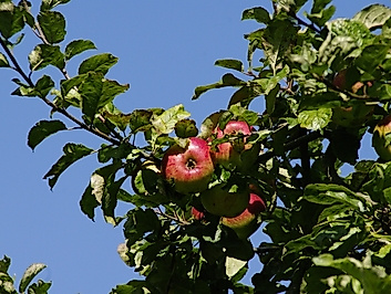 Obstgarten Haseldorf