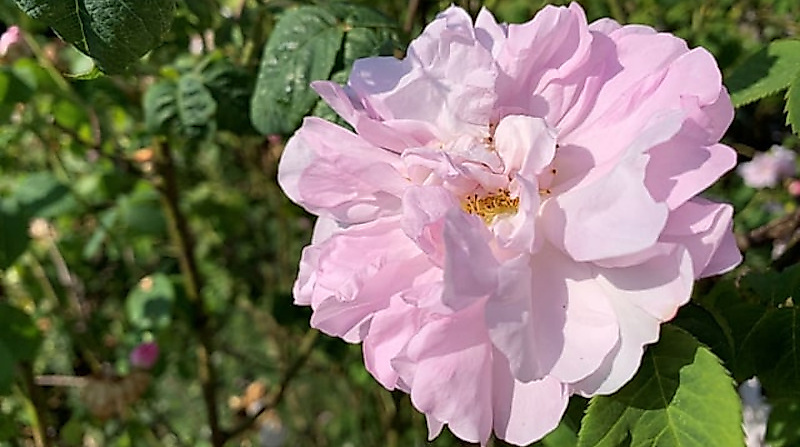 Destillations-Workshop: Rose