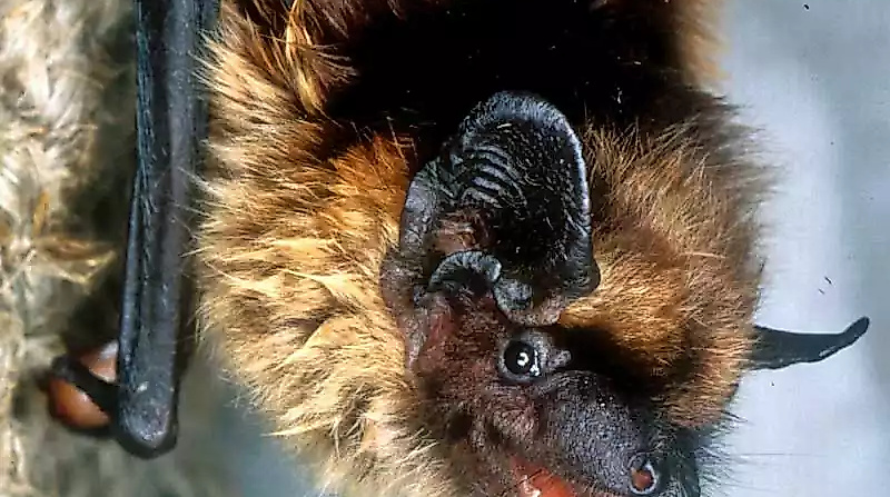 breitfluegelfledermaus