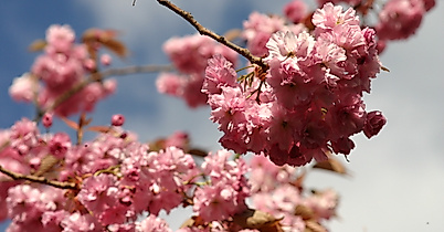 Japanisches Kirschblütenfest