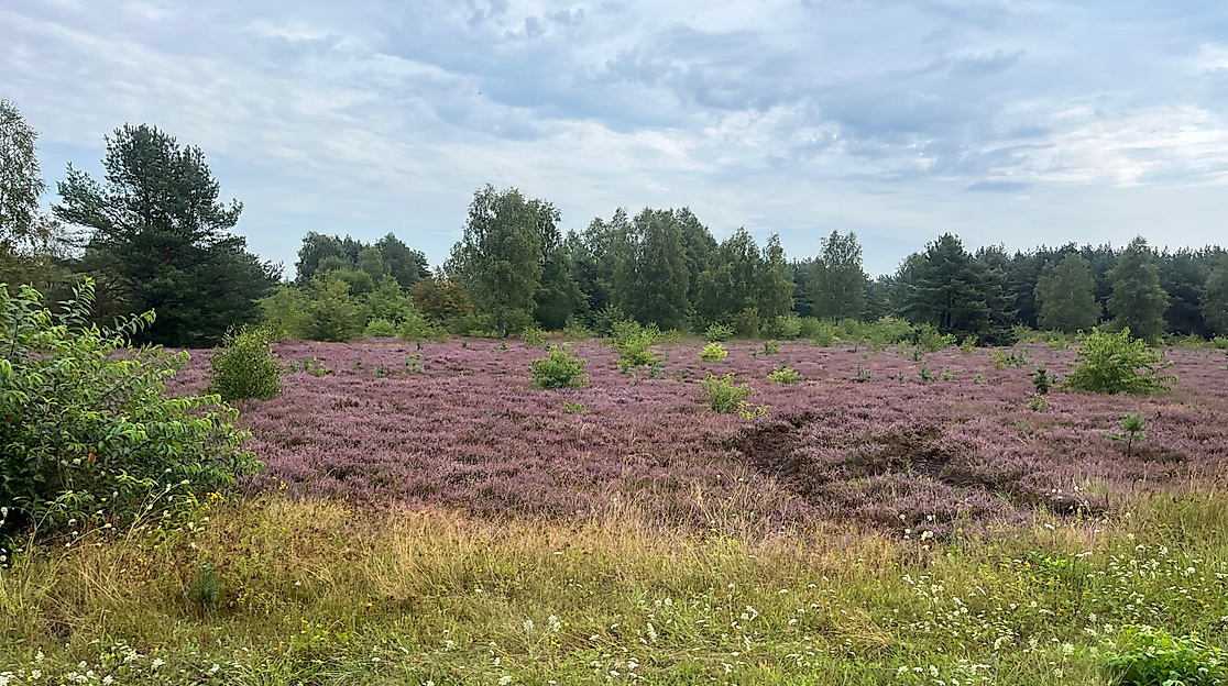 Blick hinter den Zaun