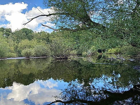 Ausstellung: Verlorene Schönheiten. Ausgestorbene Pflanzenarten im Eppendorfer Moor
