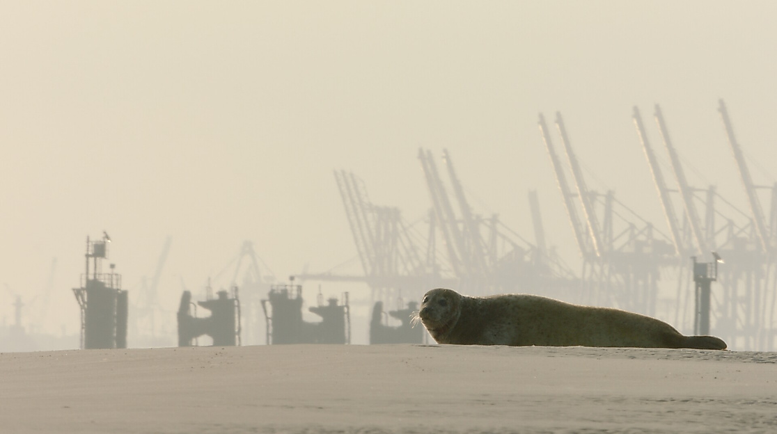 Tierisches Hamburg