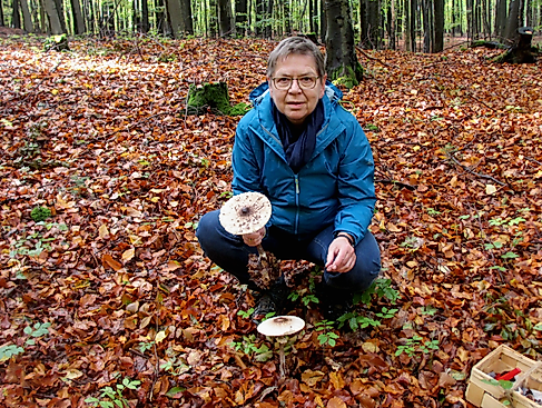 Auf die Pilze-fertig-los! - Tagesseminar