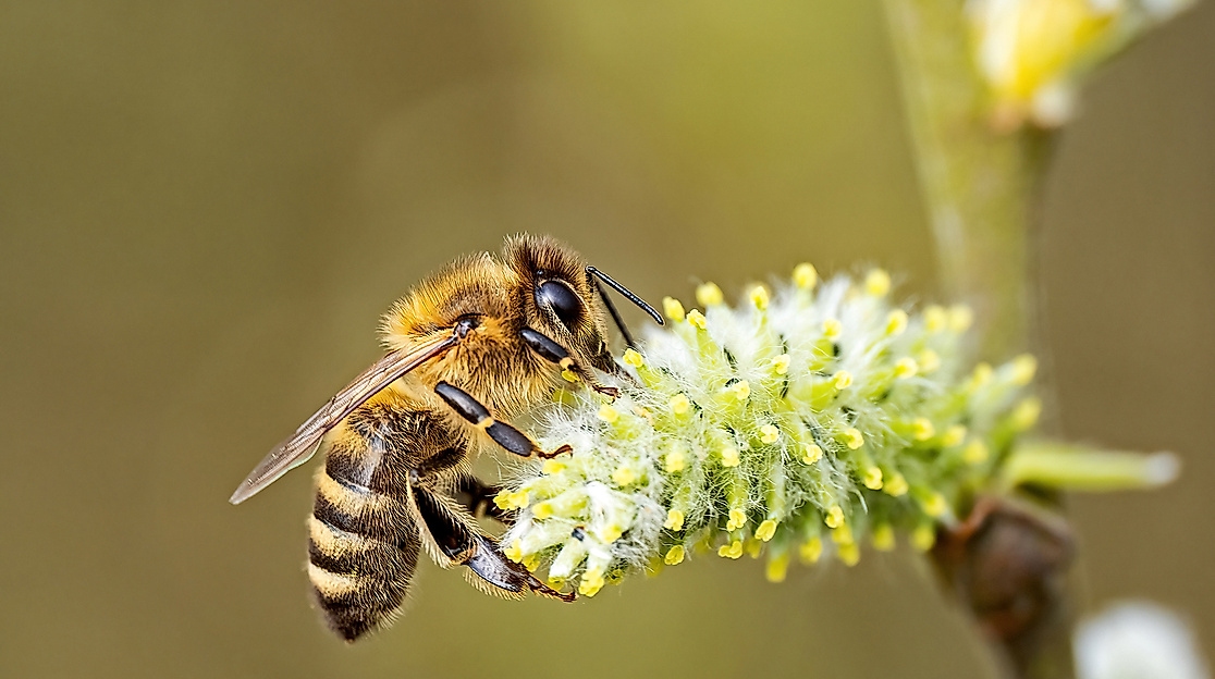 Honigbiene-auf-Weide