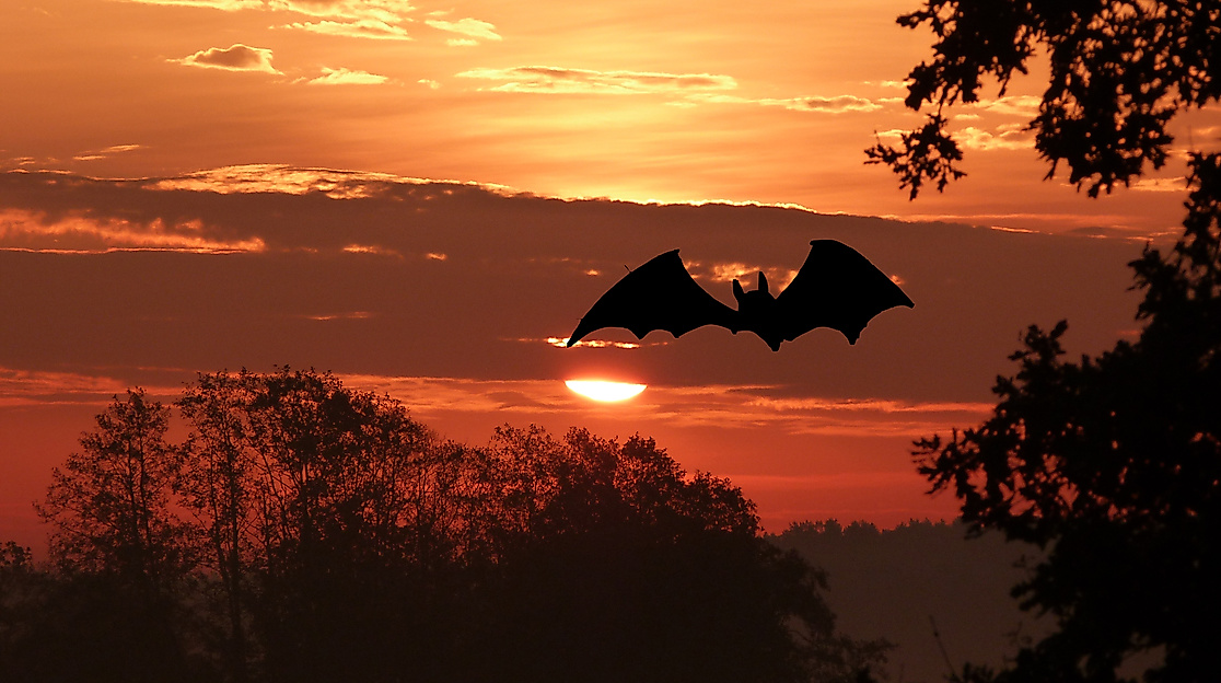 sonnenaufgang-mit-fledermaus
