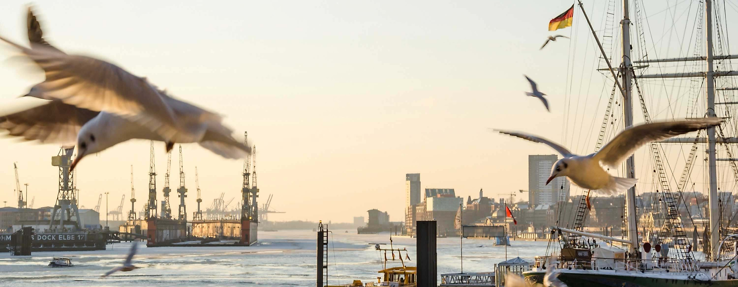 Möwen am Hamburger Hafen