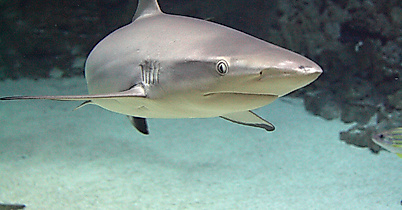 Tropen-Aquarium Hagenbeck