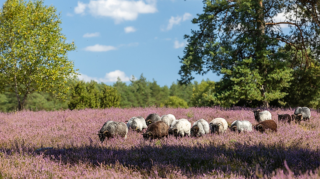 Hermannsburg_Misselhorner_Heide_Heidschnucken_Schaefer_Eintrieb_ccbysa_tl_20250821-7_web